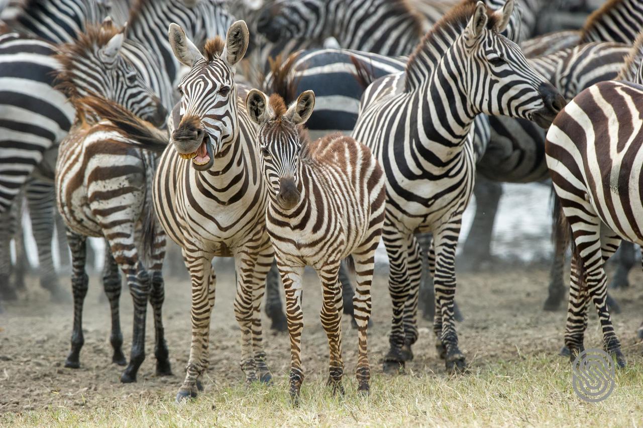 Serengeti Serena Safari Lodge Dış mekan fotoğraf