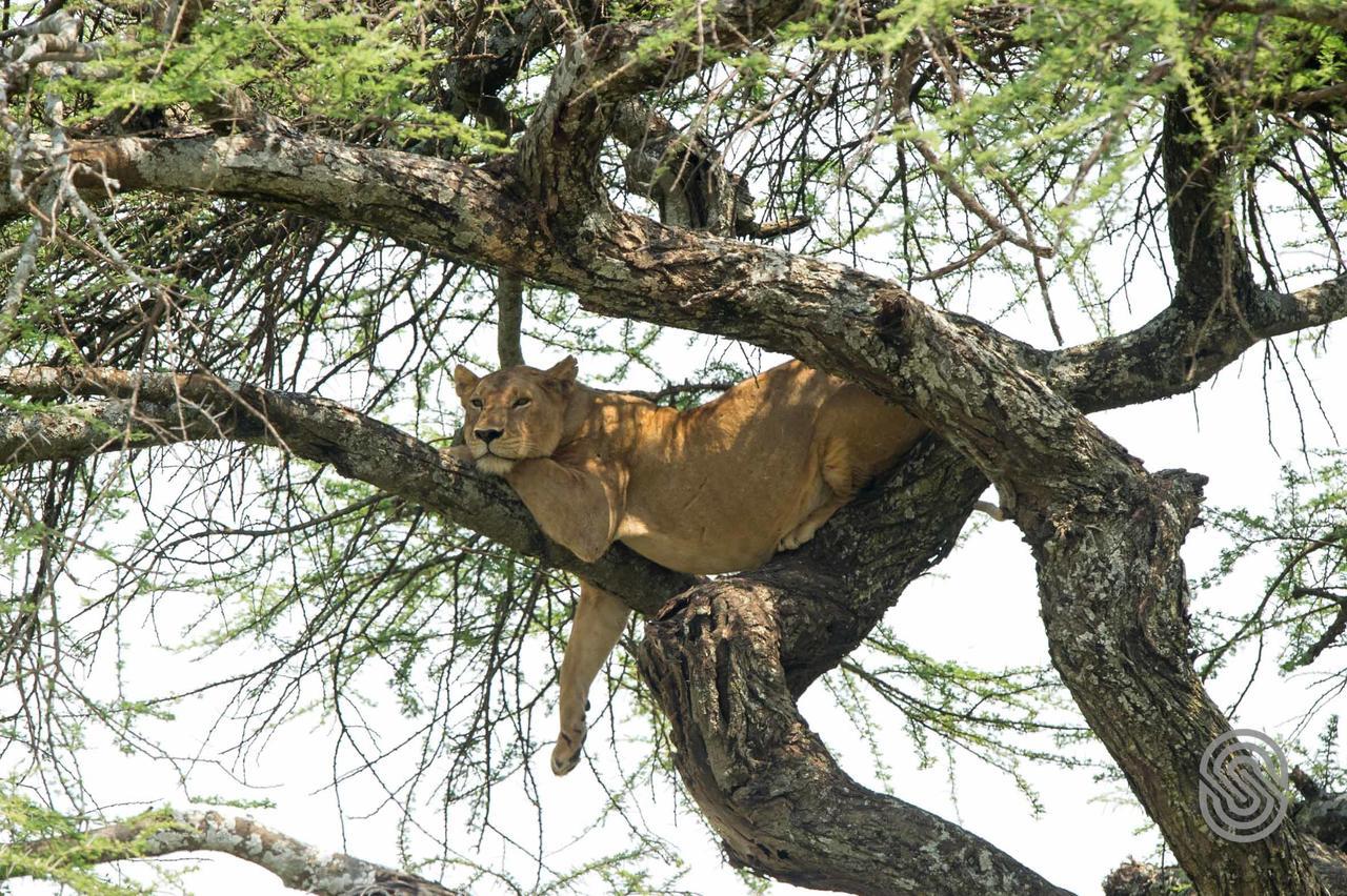 Serengeti Serena Safari Lodge Dış mekan fotoğraf